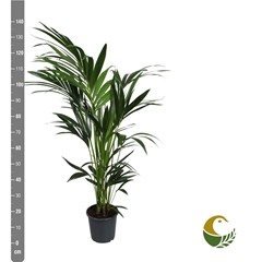 Howea Forsteriana 21Ø 140cm