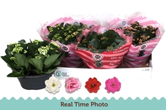 Kalanchoe Double Mix 23Ø 27cm