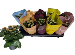 Kalanchoe Double Mix 10Ø 24cm