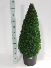 Buxus Sempervirens 35Ø 110cm