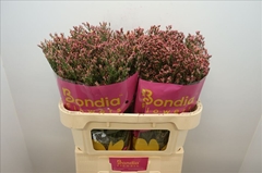 Limonium Sinense Max Diamond 70cm 30gr.