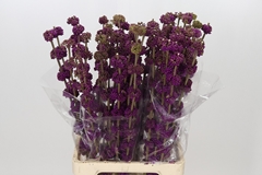 Callicarpa Bodinieri Giraldii 80cm