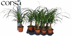 Beaucarnea Recurvata 14Ø 70cm