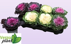 Brassica Oleracea 13Ø 20cm