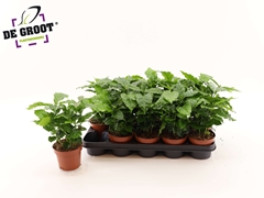 Coffea 12Ø 30cm