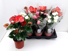 Anthurium Mix 3 Colours 17Ø 50cm