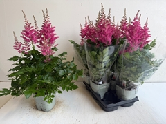 Astilbe Highlight 14Ø 60cm