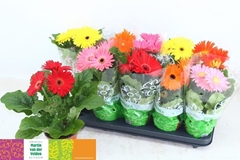 Gerbera Mix 12Ø 30cm