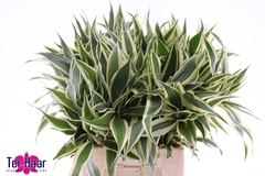 Dracaena Sanderiana 50cm