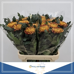 Chrysanth Single Fuego 80cm 120gr.