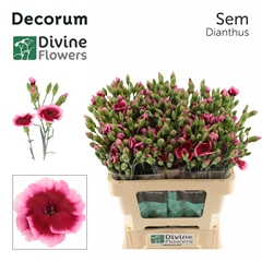 Dianthus Spray Single Solomio Sem 60cm