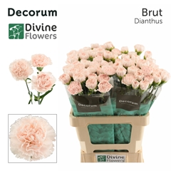 Dianthus Single Brut 60cm