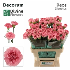 Dianthus Single Kleos 60cm
