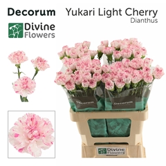 Dianthus Single Yukari Cherry 60cm