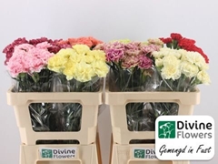 Dianthus Single Gem In Fust 55cm