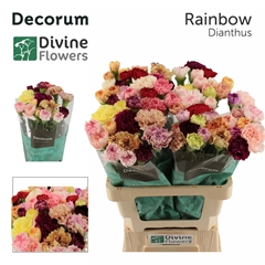 Dianthus Single Mix Per Bunch 60cm