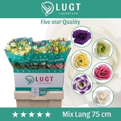 Eustoma Double Mix 70cm