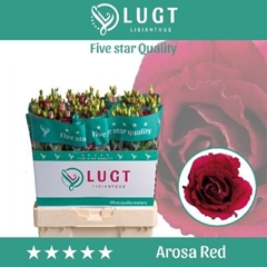 Eustoma Double Arosa Red 70cm