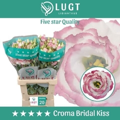 Eustoma Double Croma Bridal Kiss 70cm