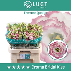 Eustoma Double Croma Bridal Kiss 70cm