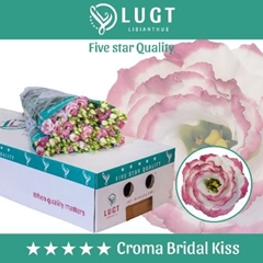 Eustoma Double Croma Bridal Kiss 70cm
