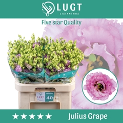 Eustoma Double Julius Grape 70cm