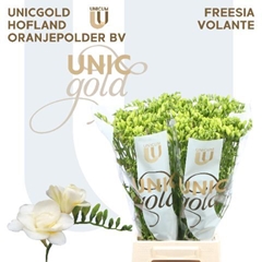 Freesia Double Volante 50cm 20gr.