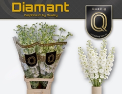 Delphinium Double Diamant 100cm