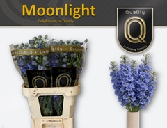 Delphinium Double Delphi's Moonlight 80cm
