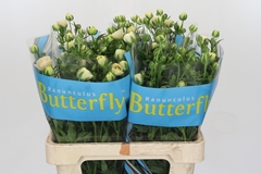 Ranunculus Butterfly Keramos 60cm 30gr.