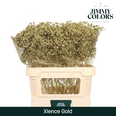 Gypsophila Painted Metallic Gold 80cm 30gr.
