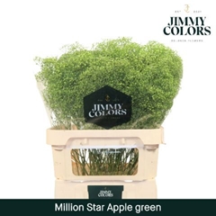 Gypsophila Painted Million Star Apple Green 80cm 30gr.