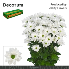 Chrysanth Spray Caroline 70cm 100gr.