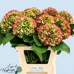 Hydrangea Verena Classic 80cm 20-22cm Hd