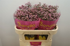 Limonium Sinense Anouchka Diamond 70cm 30gr.