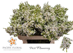 Chamelaucium Kiara 70cm 60gr.