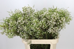 Chamelaucium Pearl Buttons 80cm 65gr.