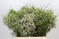 Chamelaucium Pearl Buttons 60cm 30gr.