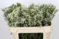 Chamelaucium Ofir 70cm 65gr.