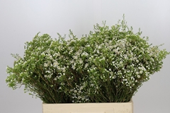 Chamelaucium Pearl Buttons 55cm 20gr.