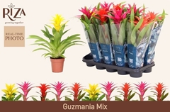 Guzmania Mix 5 Kinds 12Ø 48cm