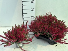Calluna Vulgaris Beauty Ladies Sabella 10Ø 19cm