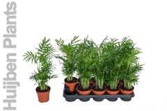 Chamaedorea Elegans 12Ø 50cm