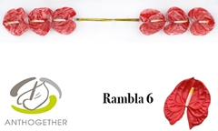 Anthurium Rambla 13cm Hd