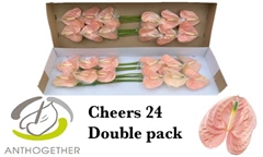 Anthurium Cheers 13cm Hd
