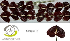 Anthurium Sempre 11cm Hd