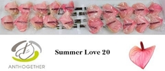 Anthurium Summer Love 9cm Hd