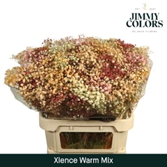 Gypsophila Painted Xlence Warm Mix 80cm 30gr.