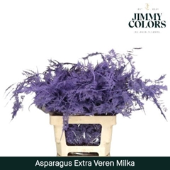Asparagus Setaceus Painted Milka 65cm