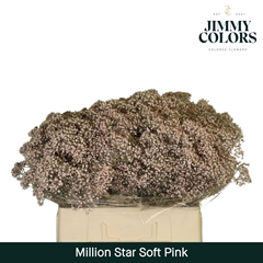 Gypsophila Painted Million Star Soft Pink 60cm 15gr.